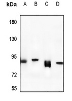 Rabenosyn 5 Rabbit Polyclonal Antibody