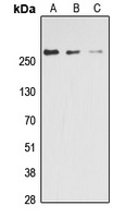 ACC alpha (Phospho-S80) Rabbit Polyclonal Antibody