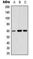 Angiopoietin-1 Rabbit Polyclonal Antibody