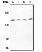 EMR2 Antibody