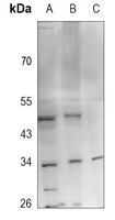 FGF13 Antibody