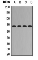 FOXO1 (Phospho-S329) Rabbit Polyclonal Antibody
