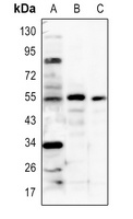 IRF3 Rabbit Polyclonal Antibody
