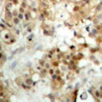 IRF3 Rabbit Polyclonal Antibody