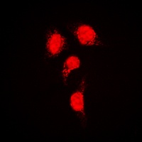 IRF3 Rabbit Polyclonal Antibody