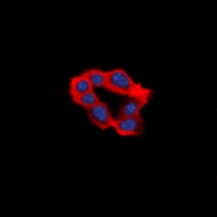 EDG2 Rabbit Polyclonal Antibody