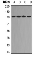 RELB (Phospho-S573) Rabbit Polyclonal Antibody