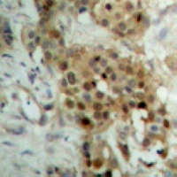 RELB (Phospho-S573) Rabbit Polyclonal Antibody