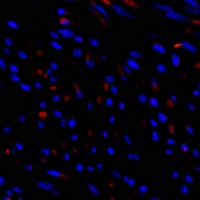 TIMP1 Antibody