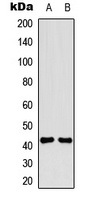CD264 Antibody