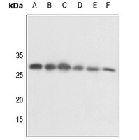 14-3-3 theta/tau (Phospho-S232) Rabbit Polyclonal Antibody
