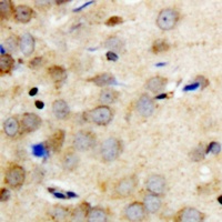 14-3-3 theta/tau (Phospho-S232) Rabbit Polyclonal Antibody