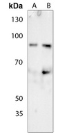 Ku80 (Phospho-T714) Rabbit Polyclonal Antibody
