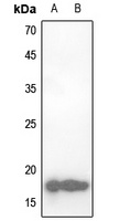 CBP20 Antibody