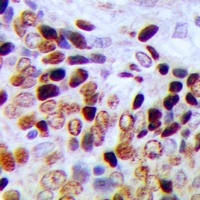 CBP20 Antibody