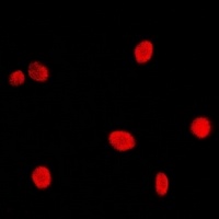 CBP20 Antibody
