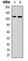 Collagen 19 alpha 1 Antibody
