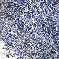 Collagen 19 alpha 1 Antibody