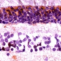 Cone Arrestin Antibody