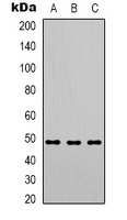 PSMC3 Rabbit Polyclonal Antibody