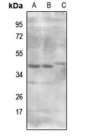 MRPS9 Rabbit Polyclonal Antibody