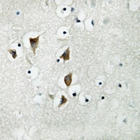 NXPH3 Rabbit Polyclonal Antibody