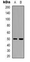 OMGP Antibody