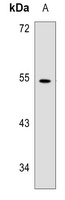 WIPF1 Rabbit Polyclonal Antibody
