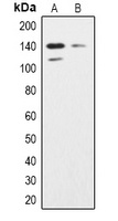 SHIP2 Antibody