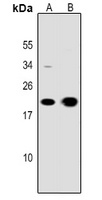 CD3e Antibody