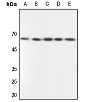 GPCR135 Rabbit Polyclonal Antibody