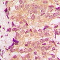 p38 Antibody
