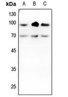 TGFBR2 Antibody