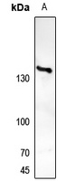 TRK A Rabbit Polyclonal Antibody