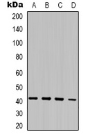 MRG15 Rabbit Polyclonal Antibody