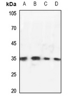 OTUB1 Antibody