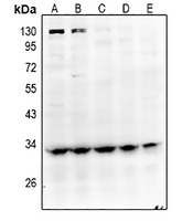 GPR40 Rabbit Polyclonal Antibody