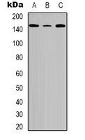 Tensin 2 (Phospho-Y483) Rabbit Polyclonal Antibody