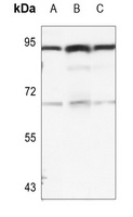 B-RAF (Phospho-S446) Rabbit Polyclonal Antibody