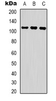 COP1 (Phospho-S387) Rabbit Polyclonal Antibody
