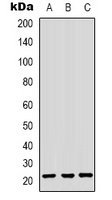 HP1 gamma Rabbit Polyclonal Antibody