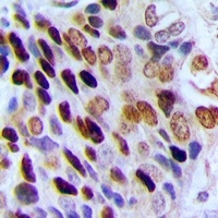 HP1 gamma Rabbit Polyclonal Antibody