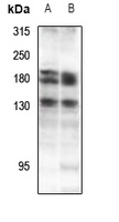 DZIP3 Rabbit Polyclonal Antibody