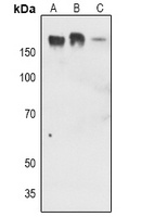 EGFR (Phospho-Y1016) Rabbit Polyclonal Antibody