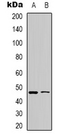 WWOX (Phospho-Y33) Rabbit Polyclonal Antibody