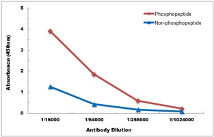 YBX1 (Phospho-S102) Antibody