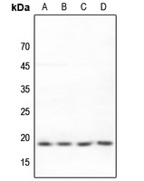 BUD31 Rabbit Polyclonal Antibody