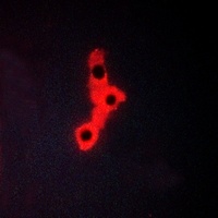 MKK4 Rabbit Polyclonal Antibody