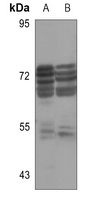 Glycerol Kinase 1 Rabbit Polyclonal Antibody