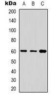 Cytochrome P450 24A1 Antibody